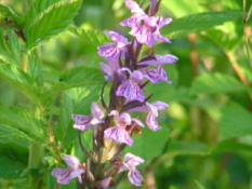 Dactylorhiza majalis praetermissaRietorchis bestellen